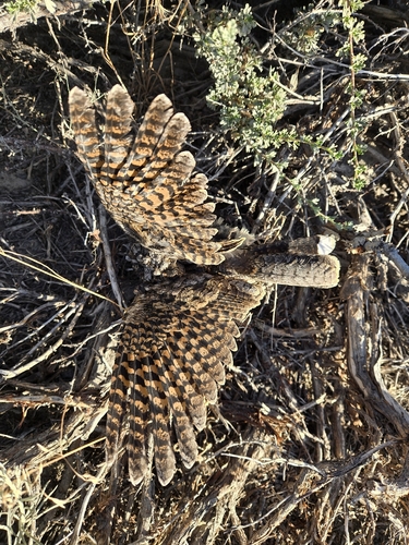 Common Poorwill observed by strixoccidentalis