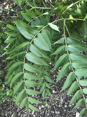 Ailanthus altissima