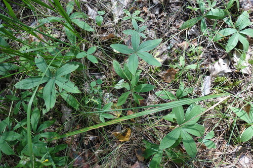 Potentilla alba, photograph 3