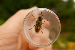 Callicera aenea