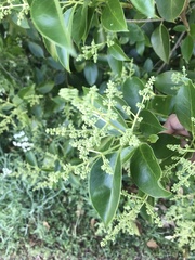 Ligustrum lucidum
