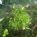 Floating Crystalwort - Photo (c) Minnette Marr, some rights reserved (CC BY-NC), uploaded by Minnette Marr
