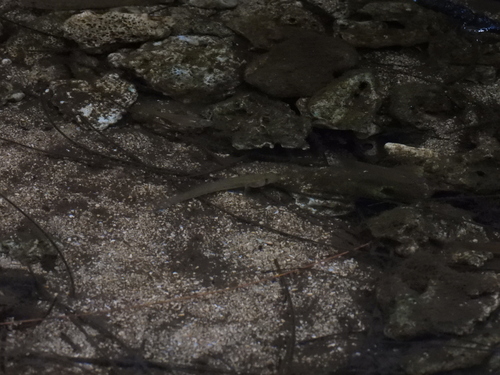 Stenogobius, 2026-08-08