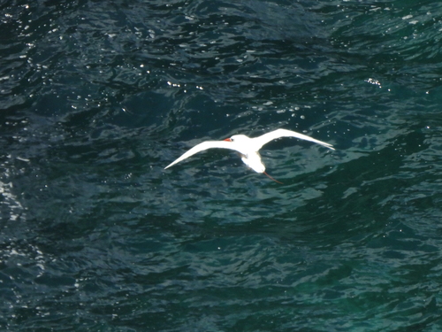 Phaethon rubricauda observed 2026-08-08