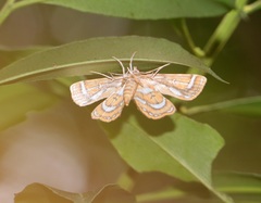 Cymoriza