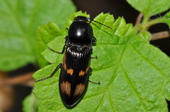 Selatosomus suckleyi