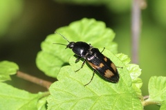 Selatosomus suckleyi