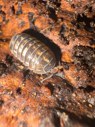 Common Pill Woodlouse