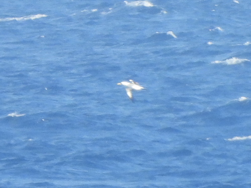 Sula dactylatra, 2026-08-08
