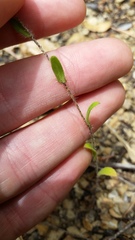 Layia gaillardioides