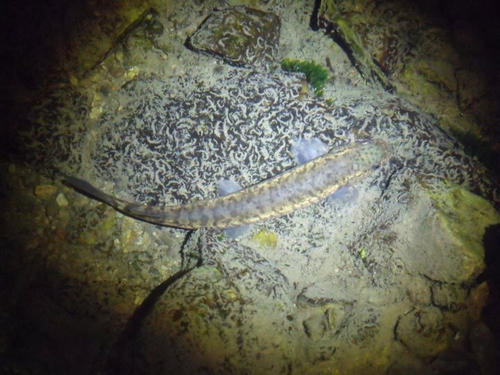 Galaxias brevipinnis