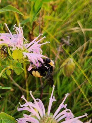 Black-and-gold Bumble Bee