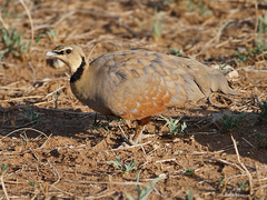 Pterocles gutturalis