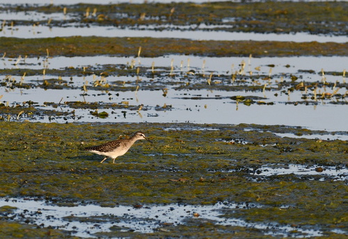 Wood Sandpiper