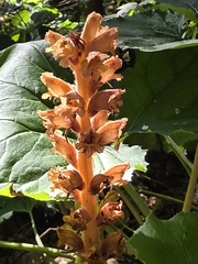 Orobanche flava, photograph (c) Adam Górski, some rights reserved (CC BY)