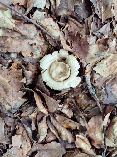 Sessile Earthstar (Geastrum fimbriatum)
