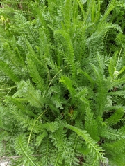 Achillea filipendulina