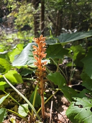 Orobanche flava, photograph (c) Adam Górski, some rights reserved (CC BY)