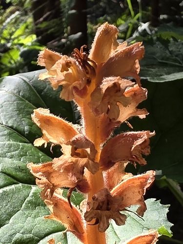 Orobanche flava, photograph 5