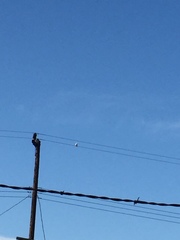 Columba livia domestica