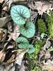 Viola walteri