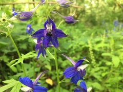 Delphinium trolliifolium