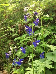 Delphinium trolliifolium