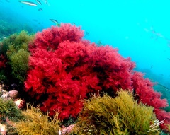 Sphaerococcus coronopifolius