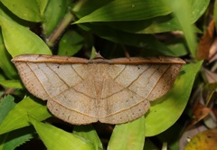 Entomogramma fautrix