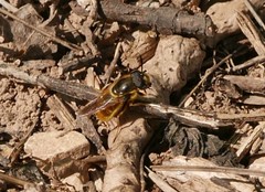 Callicera aenea