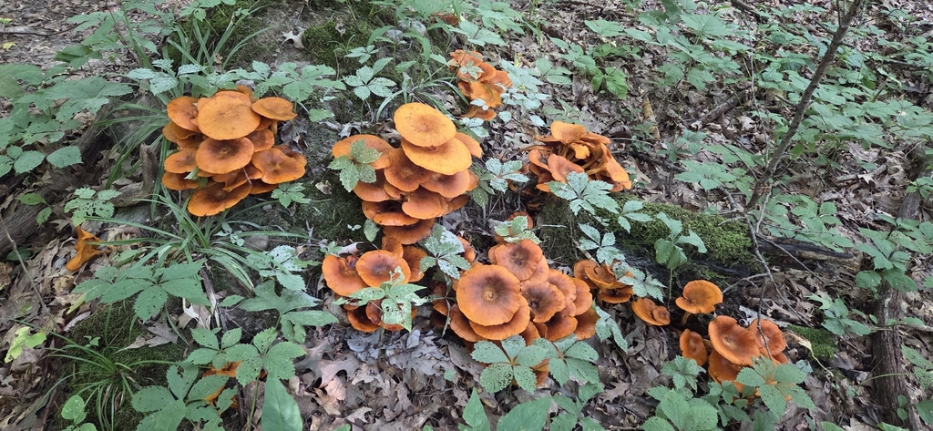 Eastern American jack-o'-lantern · August 2026 · photo: Photo: (c) WF_MI, some rights reserved (CC BY) · iNaturalist