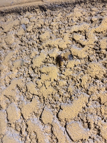 European Hornet