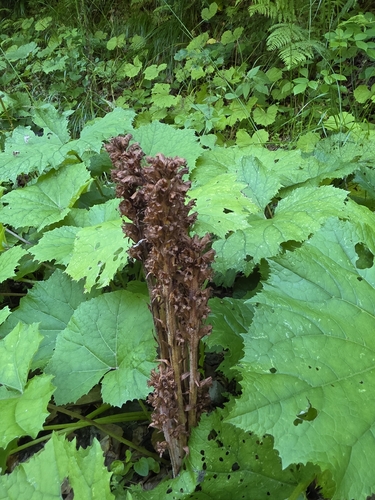 Orobanche flava