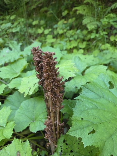 Orobanche flava, photograph 2