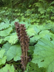 Orobanche flava, photograph (c) Adam Górski, some rights reserved (CC BY)