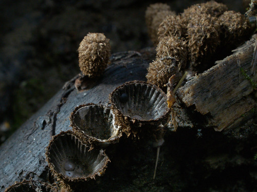 Наблюдение на iNaturalist