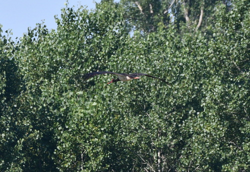 Black Stork