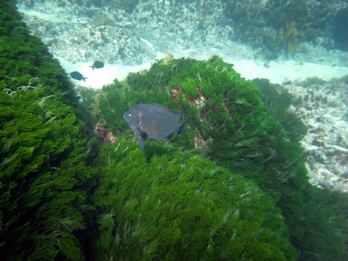 Parma alboscapularis