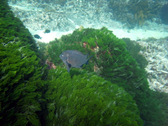 Parma alboscapularis