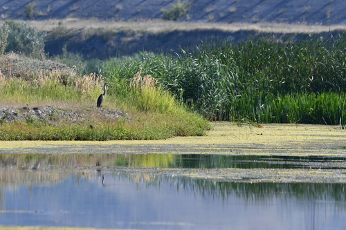 Grey Heron