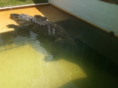 Alligator mississippiensis