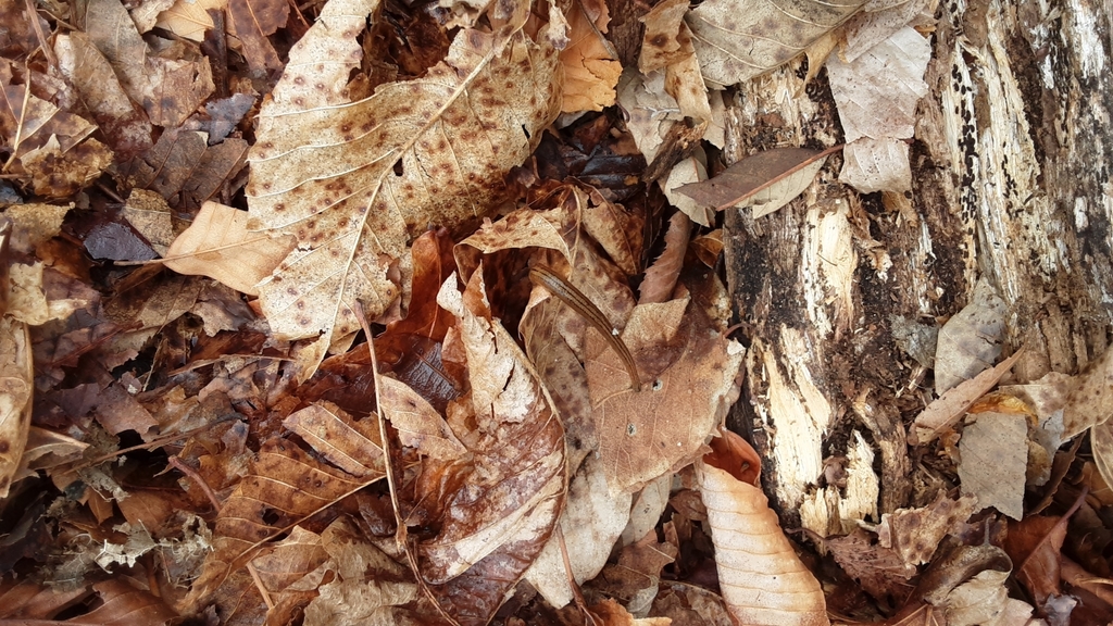 Haemadipsa japonica