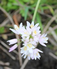 Allium roseum, photograph (c) Lídia Carrera, some rights reserved (CC BY)