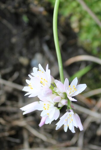 Allium roseum, photograph 4