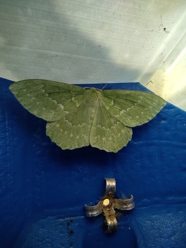 Large Emerald