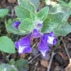 Scutellaria tuberosa