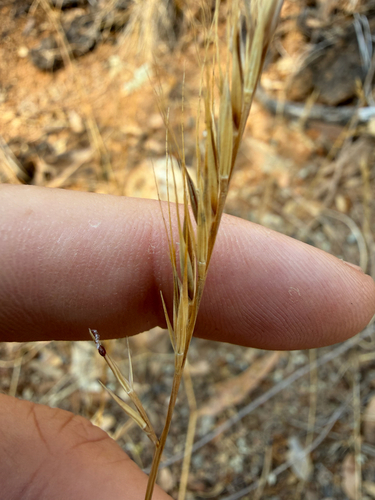 Festuca microstachys observed 2026-08-07