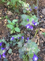 Scutellaria tuberosa
