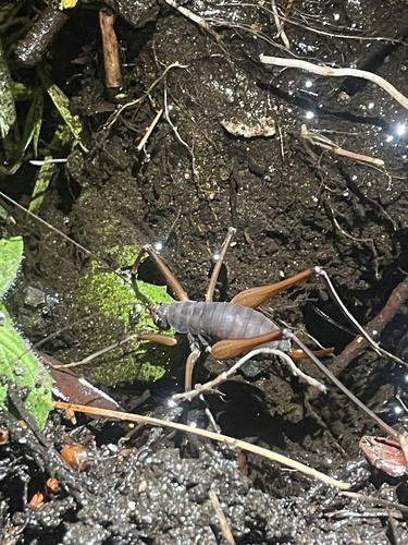 iNaturalist observation photo of Square-legged Camel Cricket