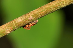 Promalactis